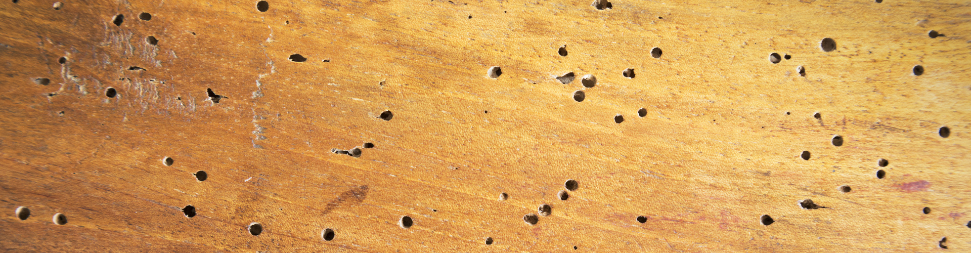 Woodworm treatments or repairs